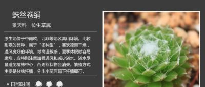 多肉的品种（景天科6） - 图画吧TUHUABA