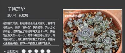 多肉的品种（景天科6） - 图画吧TUHUABA