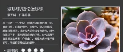 多肉的品种（景天科6） - 图画吧TUHUABA