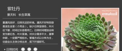 多肉的品种（景天科6） - 图画吧TUHUABA