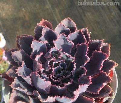 绝美晚霞之舞多肉,养出梦幻紫韵颜值绝了 - 今日头条 绝美晚霞之舞多肉,养出梦幻紫韵颜值绝了 - 图画吧TUHUABA