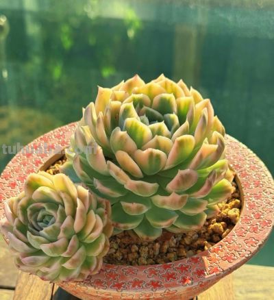 养多肉别只追小苗!老桩的惊艳,是时光熬出来的温柔浪漫 - 今日头条 养多肉别只追小苗!老桩的惊艳,是时光熬出来的温柔浪漫 - 图画吧TUHUABA