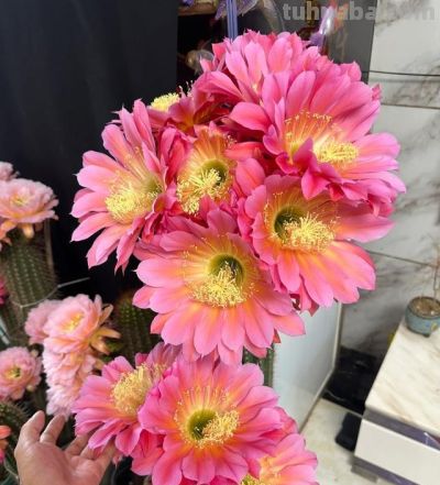 湖南一女子,晒爷爷养的仙人球开花爆了,网友:真牛,求教程~ - 今日头条 湖南一女子,晒爷爷养的仙人球开花爆了,网友:真牛,求教程~ - 图画吧TUHUABA