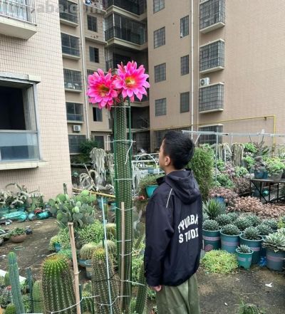 湖南一女子,晒爷爷养的仙人球开花爆了,网友:真牛,求教程~ - 今日头条 湖南一女子,晒爷爷养的仙人球开花爆了,网友:真牛,求教程~ - 图画吧TUHUABA