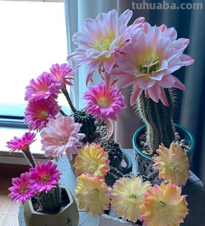 湖南一女子,晒爷爷养的仙人球开花爆了,网友:真牛,求教程~ - 今日头条 湖南一女子,晒爷爷养的仙人球开花爆了,网友:真牛,求教程~ - 图画吧TUHUABA