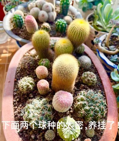 旧盆改造:我的仙人球迷你盆景养成记 - 今日头条 旧盆改造:我的仙人球迷你盆景养成记 - 图画吧TUHUABA