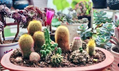旧盆改造:我的仙人球迷你盆景养成记 - 今日头条 旧盆改造:我的仙人球迷你盆景养成记 - 图画吧TUHUABA