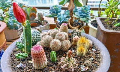旧盆改造:我的仙人球迷你盆景养成记 - 今日头条 旧盆改造:我的仙人球迷你盆景养成记 - 图画吧TUHUABA