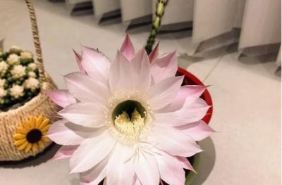 女子晒老公“特立独行”的仙人球,意外的是评论区,都是大神~ - 今日头条 女子晒老公“特立独行”的仙人球,意外的是评论区,都是大神~ - 图画吧TUHUABA