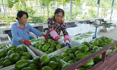 为什么就中国有大量蔬菜吃,而其他国家蔬菜吃的较少? - 今日头条 为什么就中国有大量蔬菜吃,而其他国家蔬菜吃的较少? - 图画吧TUHUABA