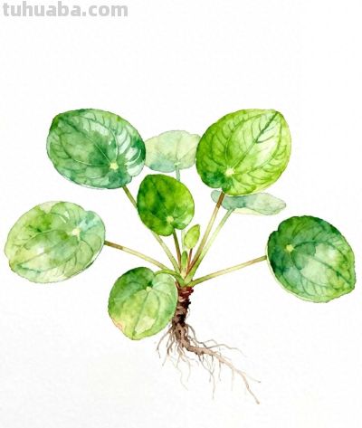 水彩画｜镜面草 - 今日头条