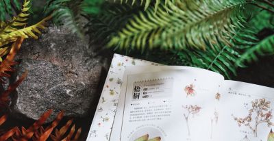 一本纯手绘的植物图鉴！ - 图画吧TUHUABA