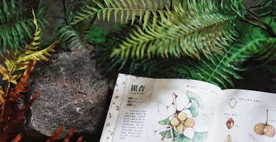 一本纯手绘的植物图鉴！ - 图画吧TUHUABA