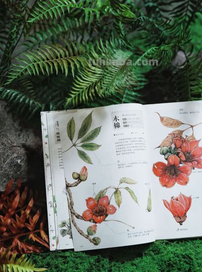 一本纯手绘的植物图鉴！ - 图画吧TUHUABA