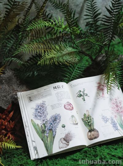 一本纯手绘的植物图鉴！ - 图画吧TUHUABA