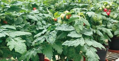 如何提高家庭种植的产量和品质 - 图画吧TUHUABA