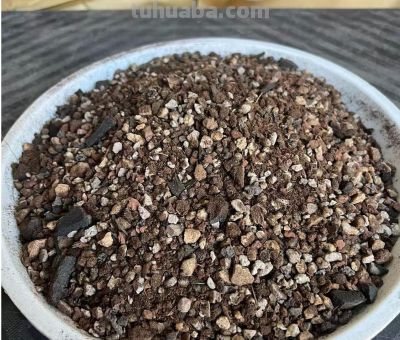 家庭盆栽种小葱！抓好4个小技巧，不烂根不干尖，一茬一茬割不完 - 图画吧TUHUABA