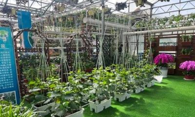 如何选择适合家庭种植的蔬菜品种 - 今日头条