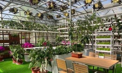 如何选择适合家庭种植的蔬菜品种 - 图画吧TUHUABA