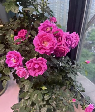 家庭种植需要哪些必备知识和技能 - 图画吧TUHUABA