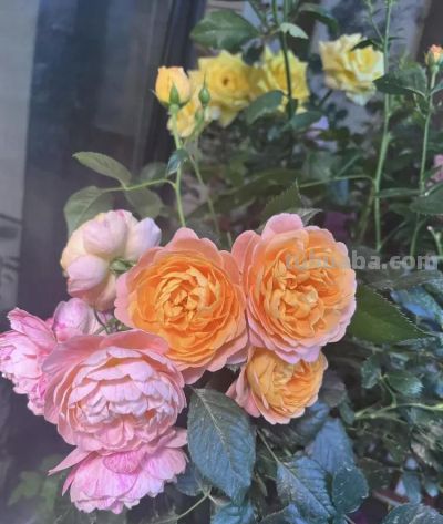 家庭种植需要哪些必备知识和技能 - 图画吧TUHUABA