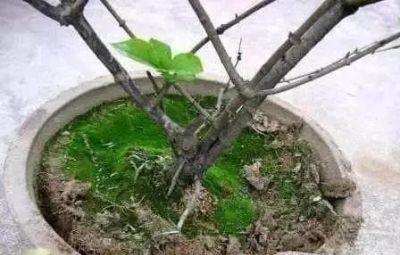 家庭种植有哪些常见问题及解决方法 - 今日头条