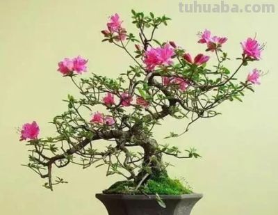 家庭种植有哪些常见问题及解决方法 - 图画吧TUHUABA
