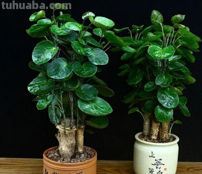 6种适合居家种植的“招财花”，皮实好养上档次，值得拥有 - 今日头条