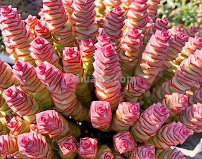 6种适合居家种植的“招财花”，皮实好养上档次，值得拥有 - 图画吧TUHUABA