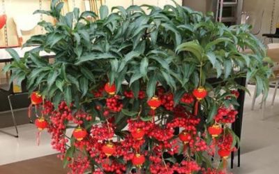 6种适合居家种植的“招财花”，皮实好养上档次，值得拥有 - 图画吧TUHUABA