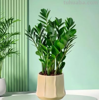 6种适合居家种植的“招财花”，皮实好养上档次，值得拥有 - 图画吧TUHUABA