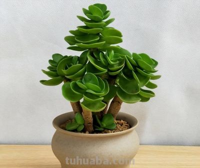6种适合居家种植的“招财花”，皮实好养上档次，值得拥有 - 图画吧TUHUABA