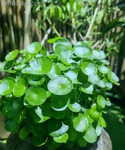 6种适合居家种植的“招财花”，皮实好养上档次，值得拥有 - 图画吧TUHUABA