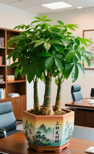 发财树树干烂了一半别扔！3步核心救活法，90%的家庭都能操作成功 - 今日头条