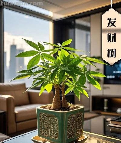 发财树树干烂了一半别扔!3步核心救活法,90%的家庭都能操作成功 - 今日头条 发财树树干烂了一半别扔!3步核心救活法,90%的家庭都能操作成功 - 图画吧TUHUABA