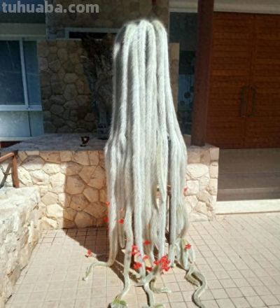 北京一小伙子晒爷爷养了7年的多肉，网友：成精了吧，咋养的？ - 今日头条