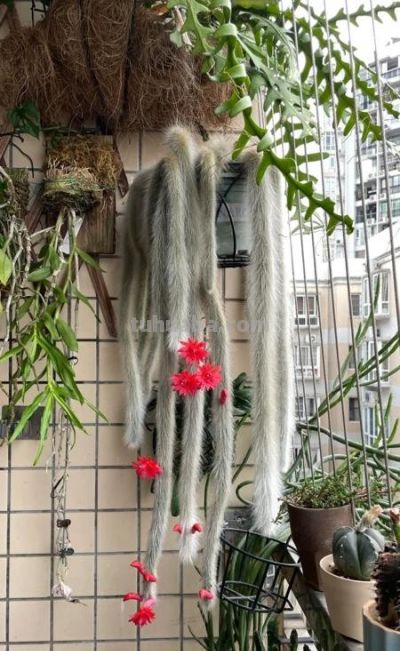 北京一小伙子晒爷爷养了7年的多肉,网友:成精了吧,咋养的? - 今日头条 北京一小伙子晒爷爷养了7年的多肉,网友:成精了吧,咋养的? - 图画吧TUHUABA