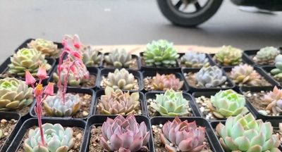 多肉要不要施肥？分不同阶段，小苗可以用，母本就别用了！ - 今日头条