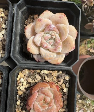 多肉要不要施肥?分不同阶段,小苗可以用,母本就别用了! - 今日头条 多肉要不要施肥?分不同阶段,小苗可以用,母本就别用了! - 图画吧TUHUABA