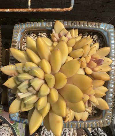 多肉要不要施肥?分不同阶段,小苗可以用,母本就别用了! - 今日头条 多肉要不要施肥?分不同阶段,小苗可以用,母本就别用了! - 图画吧TUHUABA