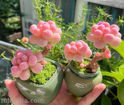 5月养好这3款多肉,全日照通风+昼夜温差,易养出通透果冻质感 - 今日头条 5月养好这3款多肉,全日照通风+昼夜温差,易养出通透果冻质感 - 图画吧TUHUABA