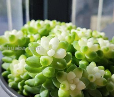 5月养好这3款多肉，全日照通风+昼夜温差，易养出通透果冻质感 - 今日头条