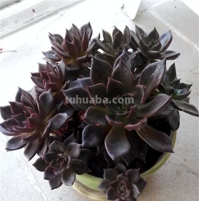 这些黑暗系多肉,你养过几种? - 今日头条 这些黑暗系多肉,你养过几种? - 图画吧TUHUABA