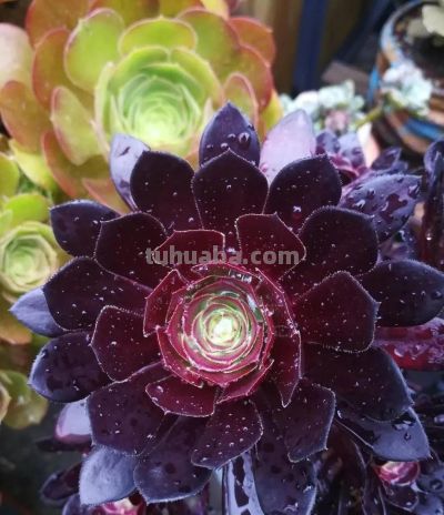 这些黑暗系多肉,你养过几种? - 今日头条 这些黑暗系多肉,你养过几种? - 图画吧TUHUABA