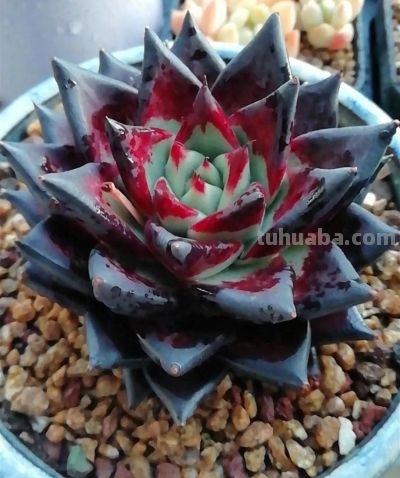 这些黑暗系多肉,你养过几种? - 今日头条 这些黑暗系多肉,你养过几种? - 图画吧TUHUABA