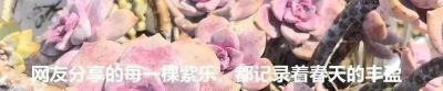 这些黑暗系多肉,你养过几种? - 今日头条 这些黑暗系多肉,你养过几种? - 图画吧TUHUABA