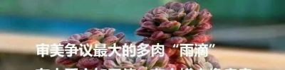 这些黑暗系多肉,你养过几种? - 今日头条 这些黑暗系多肉,你养过几种? - 图画吧TUHUABA