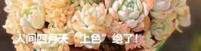 这些黑暗系多肉,你养过几种? - 今日头条 这些黑暗系多肉,你养过几种? - 图画吧TUHUABA