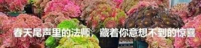 这些黑暗系多肉,你养过几种? - 今日头条 这些黑暗系多肉,你养过几种? - 图画吧TUHUABA