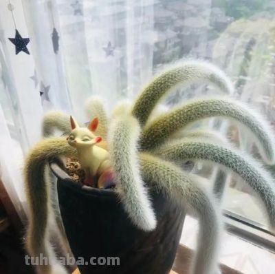 辽宁一90后姐姐,一盆多肉养了十多年,越长越怪,家人见了都害怕 - 今日头条 辽宁一90后姐姐,一盆多肉养了十多年,越长越怪,家人见了都害怕 - 图画吧TUHUABA